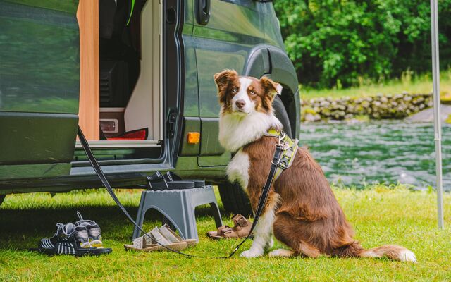 Guide to Taking Your Pets On the Road
